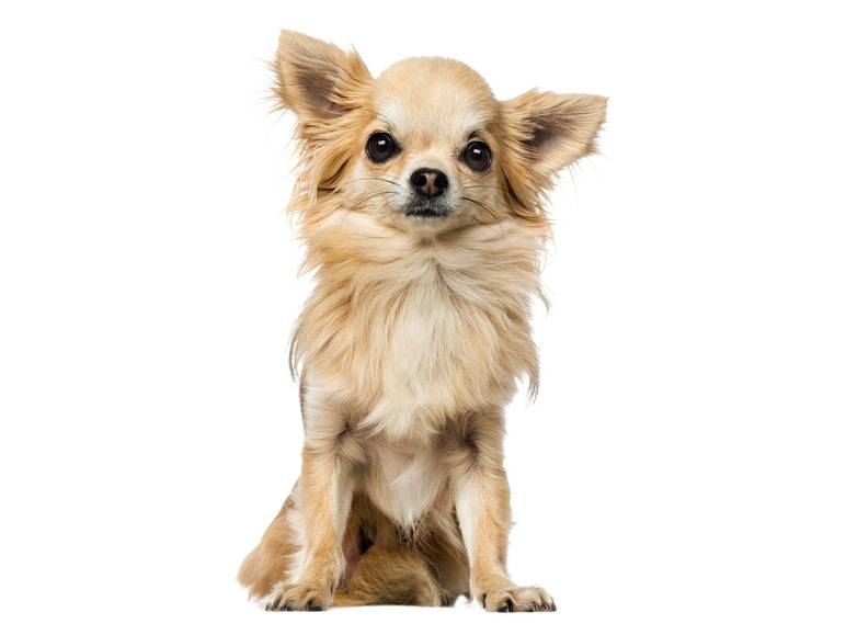 zoofari® Hundegeschirr, mit Zugkraftverteilung auf den Brustkorb Bis zu 50% Rabatt