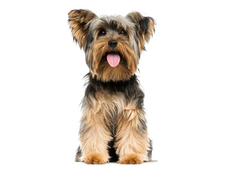 zoofari® Hundegeschirr, mit Zugkraftverteilung auf den Brustkorb Bis zu 50% Rabatt