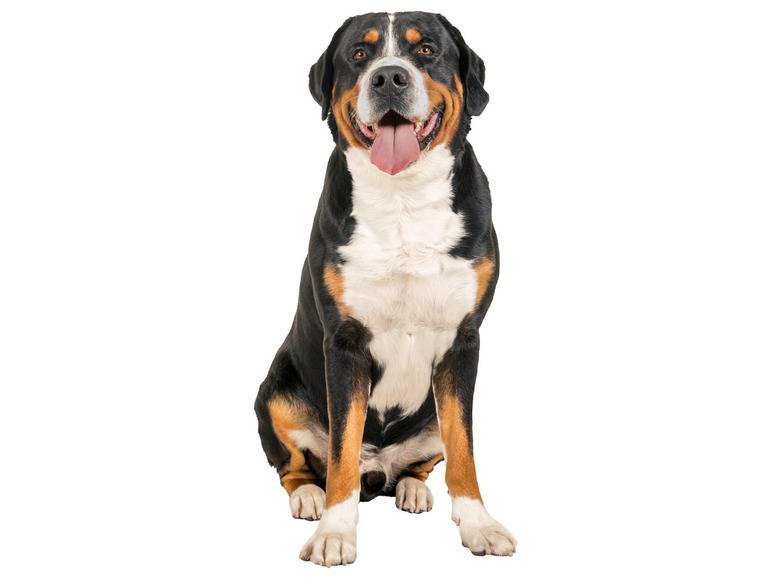 zoofari® Hundegeschirr, mit Klettstickern Bis zu 65% Rabatt