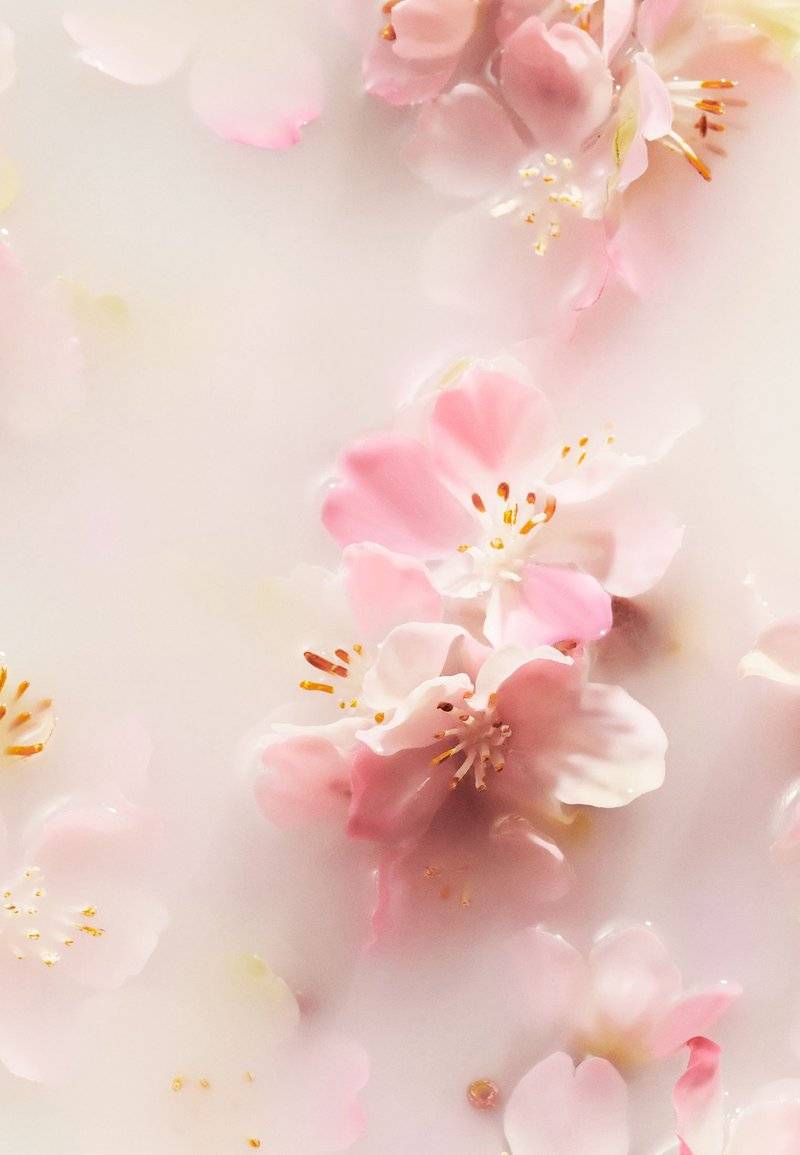 Rituals Rituals SCENTED CANDLE THE RITUAL OF SAKURA - FLORAL - CHERRY BLOSSOM & RICE MILK - Scented candle Schlussverkauf